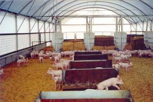 Свинофермы и свинокомплексы – проектирование и строительство